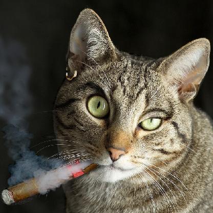 L0st_my_sanity's avatar