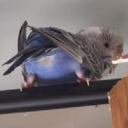 Naughty_Budgie's avatar