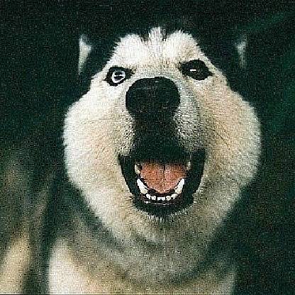 beaver_kindley's avatar