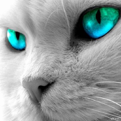 ARMAGEDDON4891's avatar