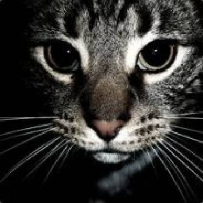 virzulis1886's avatar