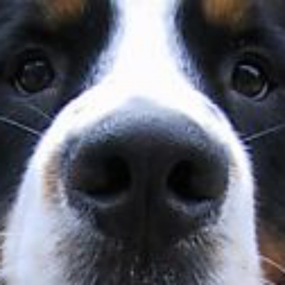 UrPlayisFake's avatar