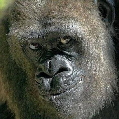 PitchMonkey's avatar