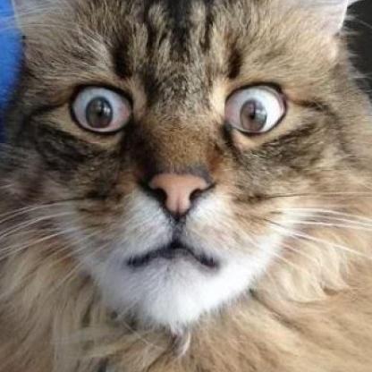 SaltySailorGG's avatar