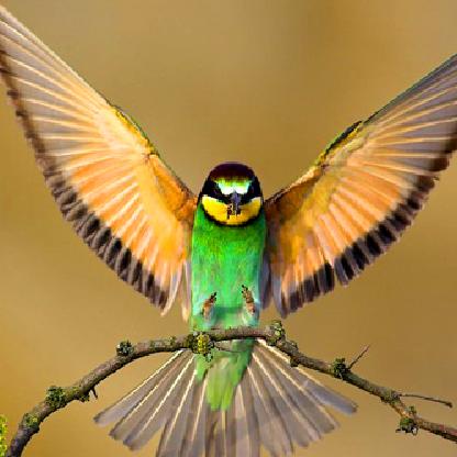 OrianaVenture's avatar