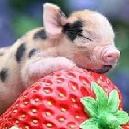 OinkOinkAmanie's avatar