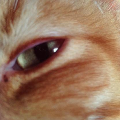mylizzycat's avatar