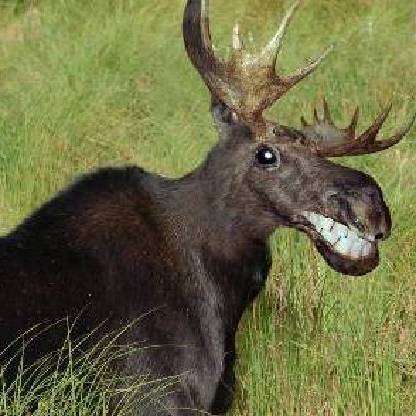 xMoosey's avatar