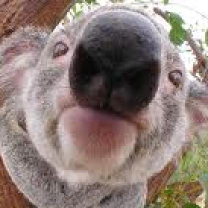 ComplemntryEnima's avatar