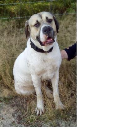 MahadmaGandhi's avatar