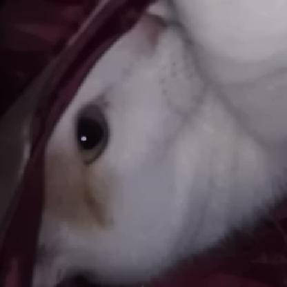 Chellebaldy's avatar