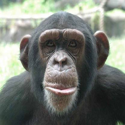 UltiemeThieme's avatar