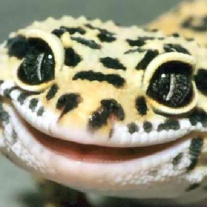 spaceagegecko's avatar